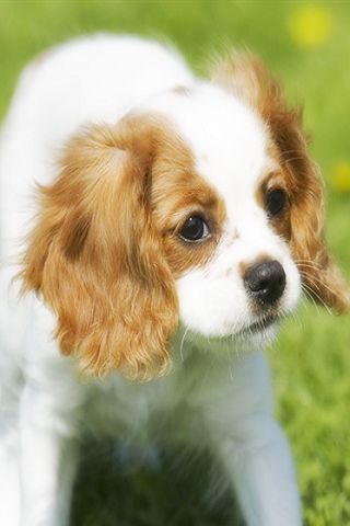 Lovely Dog Pics HD i Android Themes