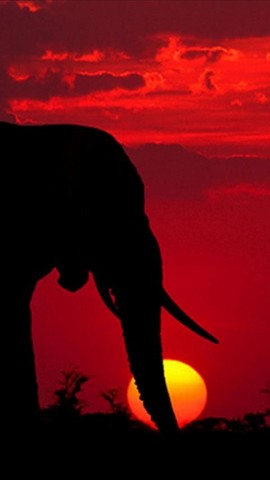 Elephant Wallpapers Android Themes