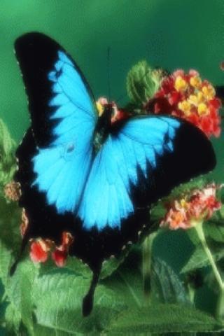 Natural Butterfly Pics HD Android Themes
