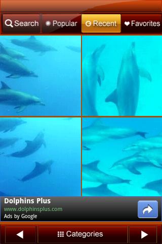 Dolphins Wallpapers Android Themes