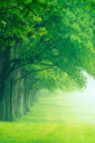 green comfortable Wallpaper