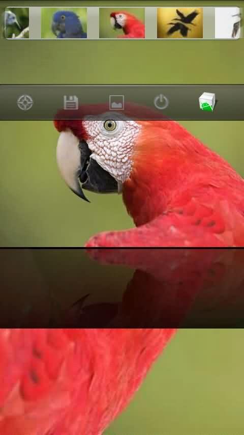 Nice Bird Offical HD wallpaper Android Themes