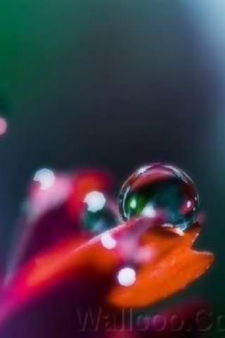 water on the flower wallpaper Android Themes