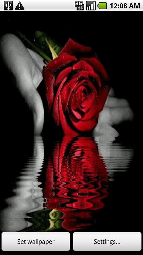 Rose Reflection Live Wallpaper Android Themes