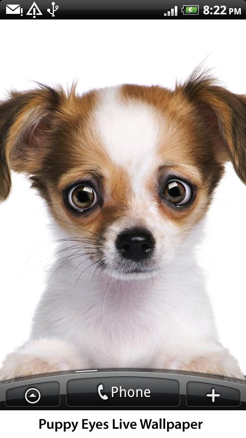 Eye-Puppy Live Wallpaper Android Themes