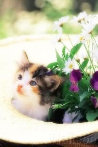 lovely cat offical wallpaper Android Themes