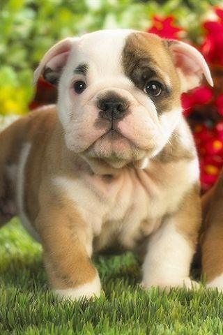 Cute Puppy Wallpaper Android Themes
