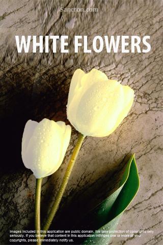 White Flowers Wallpapers Android Themes