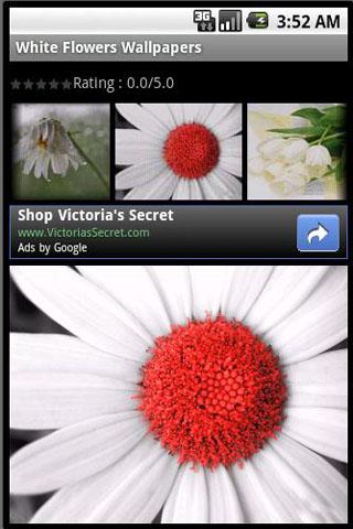 White Flowers Wallpapers Android Themes