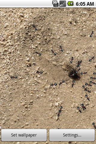 Live Wallpaper: Ants