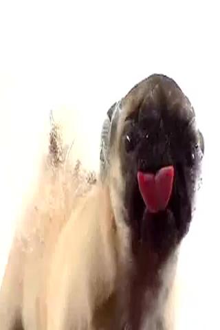 Licking Puppy Live Wallpaper Android Themes