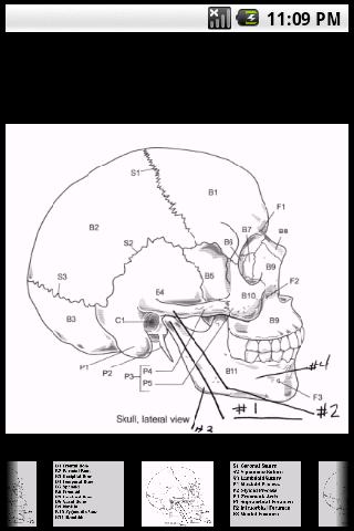 Skull –   IMAGE Flashcards Android Health