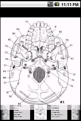 Skull –   IMAGE Flashcards Android Health