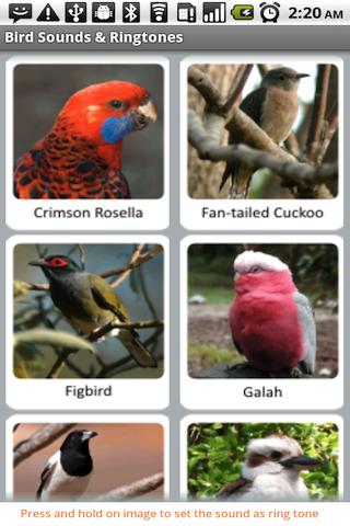 Bird Sounds & Ringtones Android Entertainment