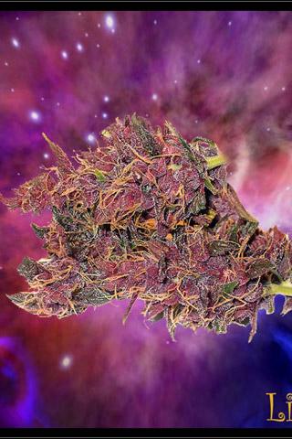 Ganja Wallpapers Android Themes