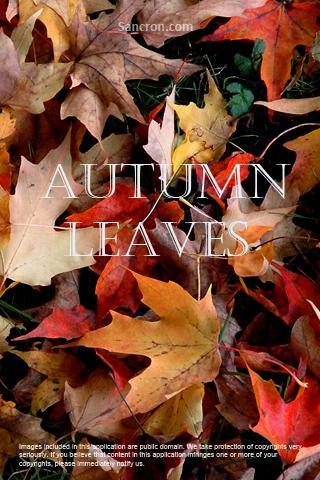 Autumn Leaves Wallpapers Android Themes