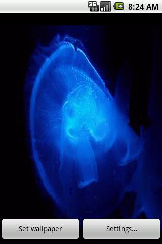 Jelly Fish Live Wallpaper