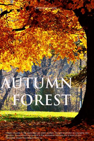 Autumn Forest Wallpapers Android Themes