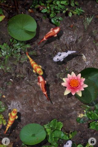 3D Koi Pond Live Screensaver Android Themes