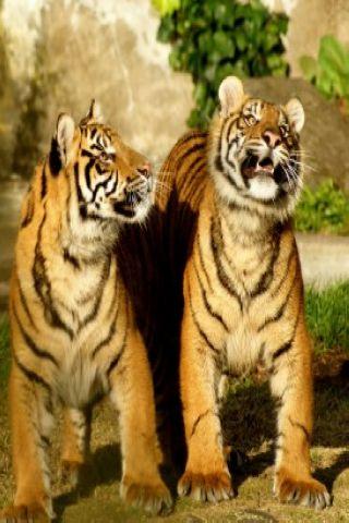 Cruel Wild Tiger Pics HD Android Cards & Casino