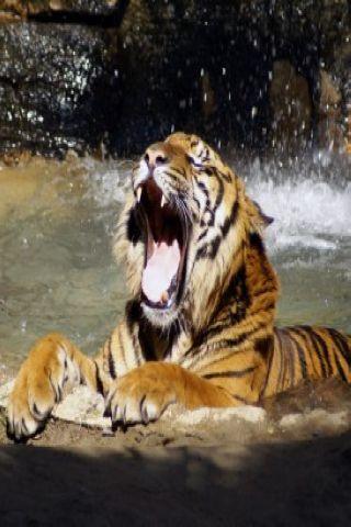 Cruel Wild Tiger Pics HD Android Cards & Casino