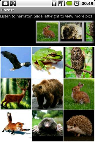 Animals Forest