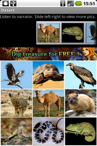 Animals Desert