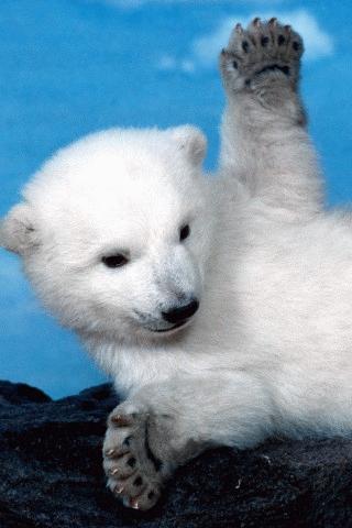 Cute Polar Bear Pics HD Android Cards & Casino
