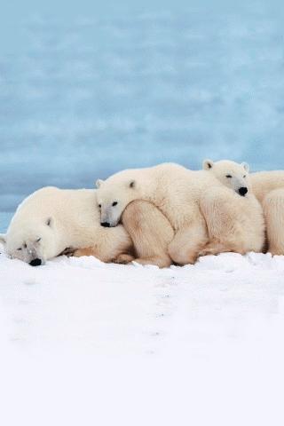 Cute Polar Bear Pics HD Android Cards & Casino