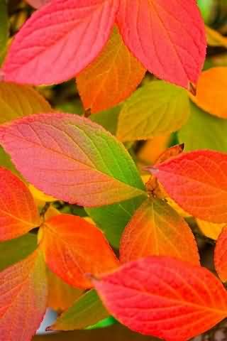 Colorful Leaves Wallpaper HD Android Cards & Casino
