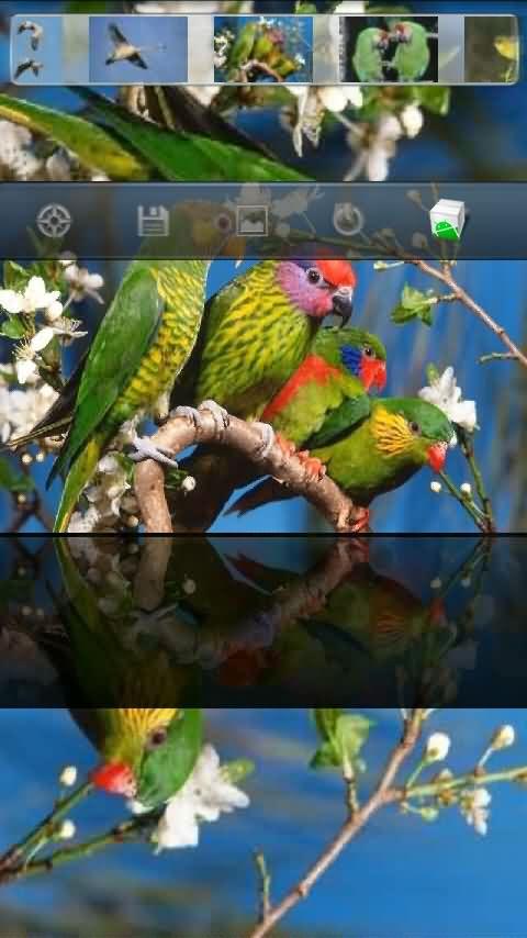 cool bird offical HD wallpaper Android Cards & Casino