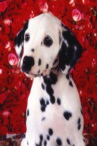 Lovely Puppy Wallpaper HD 3