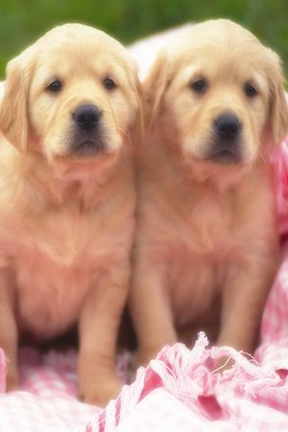 i love dog lovely wallpapers Android Cards & Casino