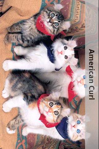 Cute Kittens Android Casual